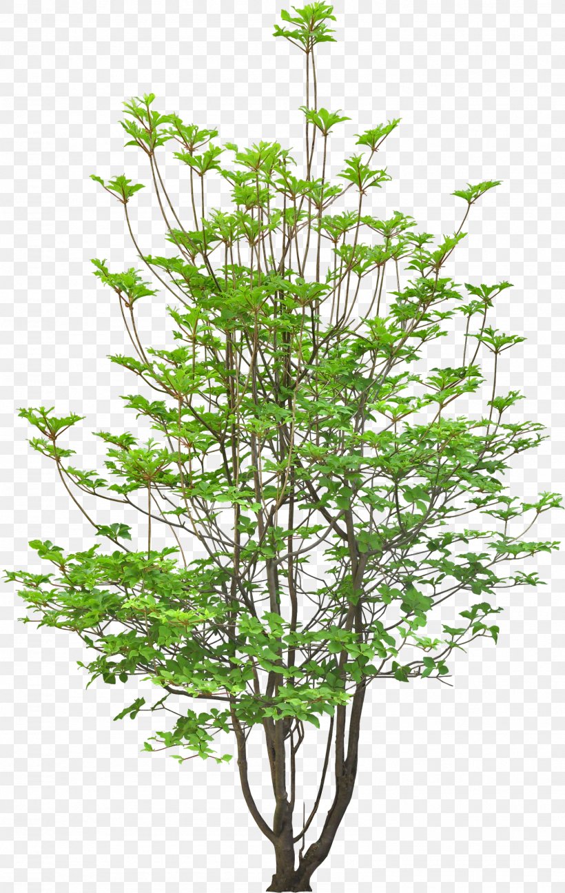 Pistache, PNG, 1589x2513px, 3d Computer Graphics, Tree, Branch, Evergreen, Flowerpot Download Free