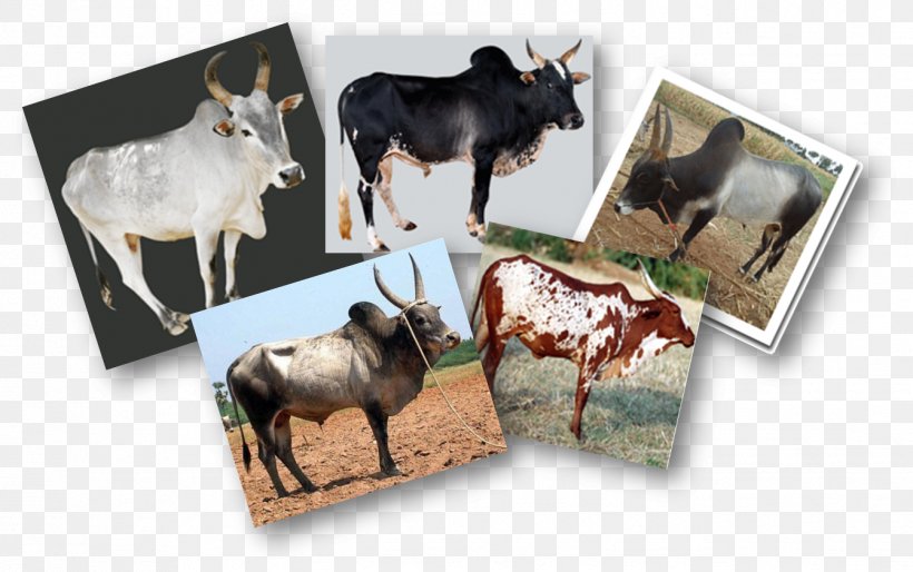 Cattle Ox India Breed Wildlife, PNG, 1341x841px, Cattle, Breed, Cattle Like Mammal, Cow Goat Family, Fauna Download Free