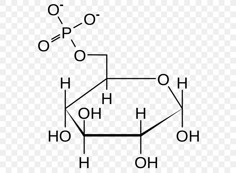 Glucose 6-phosphate Glucose-6-phosphate Dehydrogenase Glucose 6-phosphatase Fructose, PNG, 585x600px, Glucose 6phosphate, Area, Black And White, Carbohydrate, Diagram Download Free