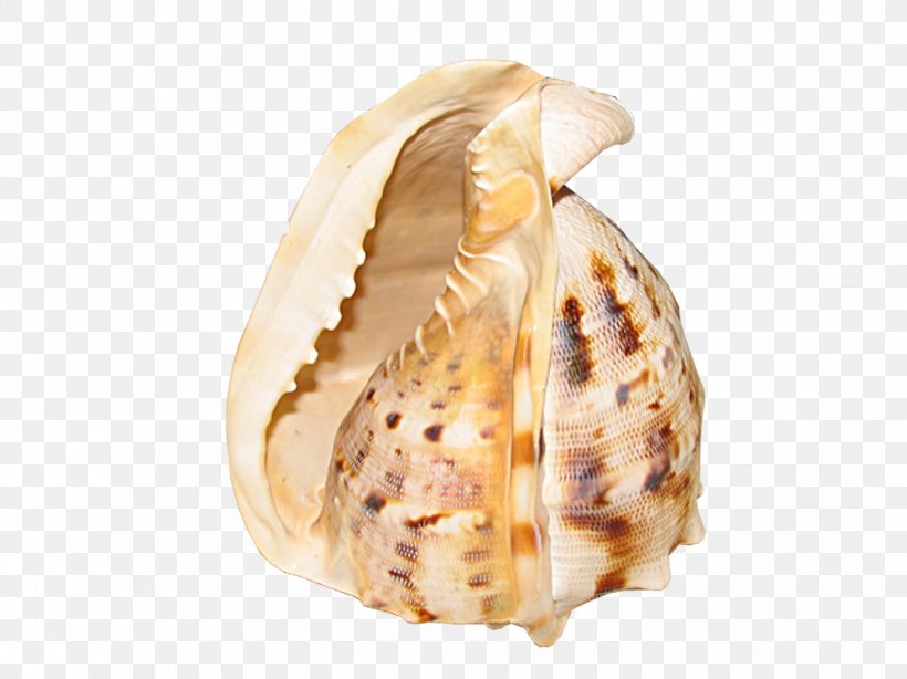 Sea Snail Seashell, PNG, 1083x811px, Sea, Clam, Clams Oysters Mussels And Scallops, Cockle, Conch Download Free