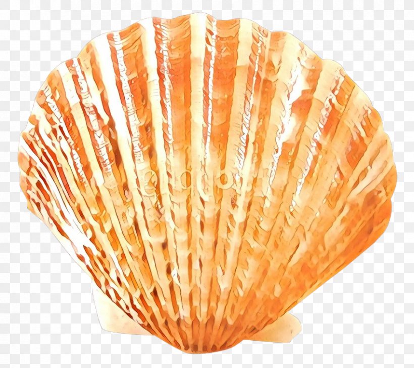 Seafood Background, PNG, 850x755px, Cockle, Bivalve, Clam, Conch, Conchology Download Free