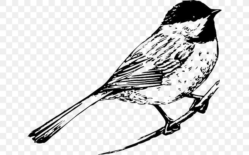 Bird Drawing Line Art Clip Art, PNG, 640x513px, Bird, Art, Artwork, Beak, Bird Flight Download Free