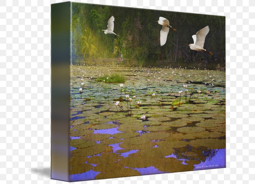 Duck Water Resources Ecosystem Fauna Painting, PNG, 650x592px, Duck, Bird, Ducks Geese And Swans, Ecosystem, Fauna Download Free