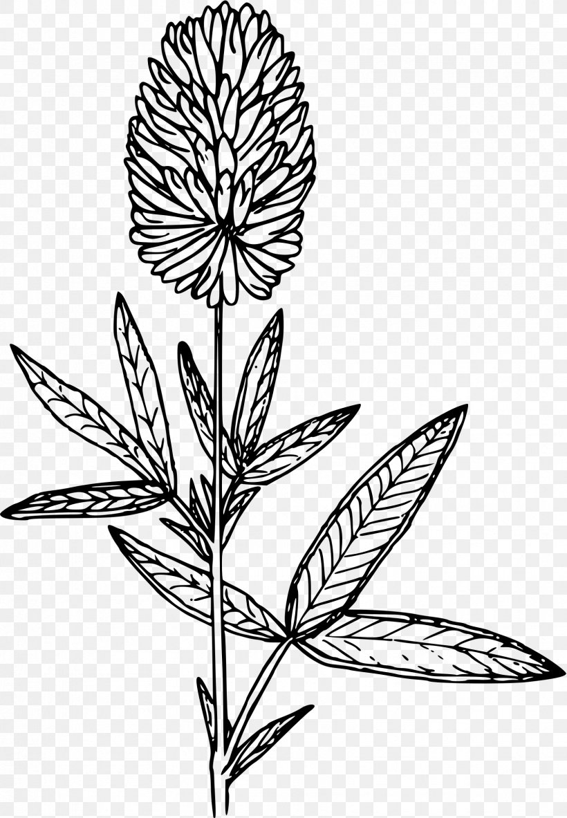 Plant Stem Line Art Leaf, PNG, 1663x2400px, Plant, Black And White, Branch, Commodity, Flora Download Free