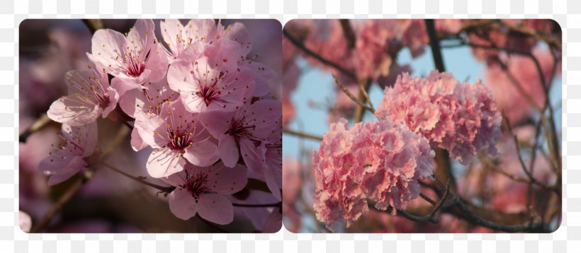 Cut Flowers Cherry Blossom Floral Design, PNG, 1417x619px, Flower, Blossom, Branch, Cherry, Cherry Blossom Download Free