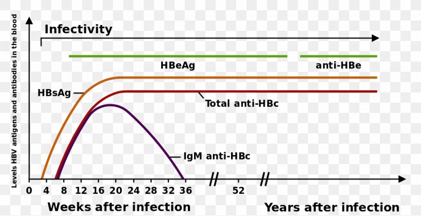 Hepatitis B Virus Viral Hepatitis HBsAg, PNG, 1024x526px, Hepatitis B, Antibody, Antigen, Area, Blood Download Free