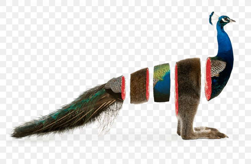 Feather Branding Agency Animal Beak Strategy, PNG, 1510x990px, Feather, Animal, Australians, Beak, Bird Download Free