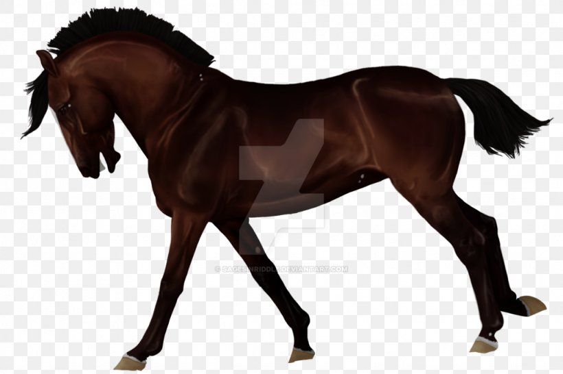 Stallion Foal Equestrian Rein English Riding, PNG, 1024x683px, Stallion, Bridle, Colt, English Riding, Equestrian Download Free