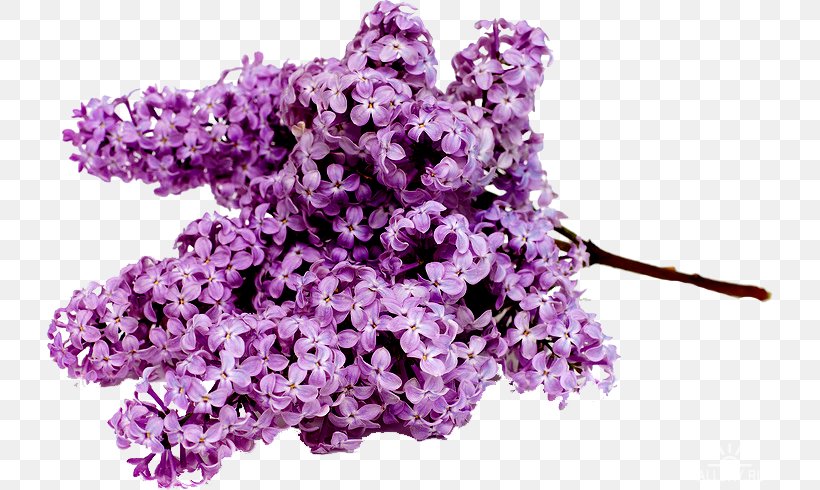 Stock.xchng Common Lilac Flower Bouquet Image, PNG, 726x490px, Lilac, Common Lilac, Cut Flowers, English Lavender, Flower Download Free