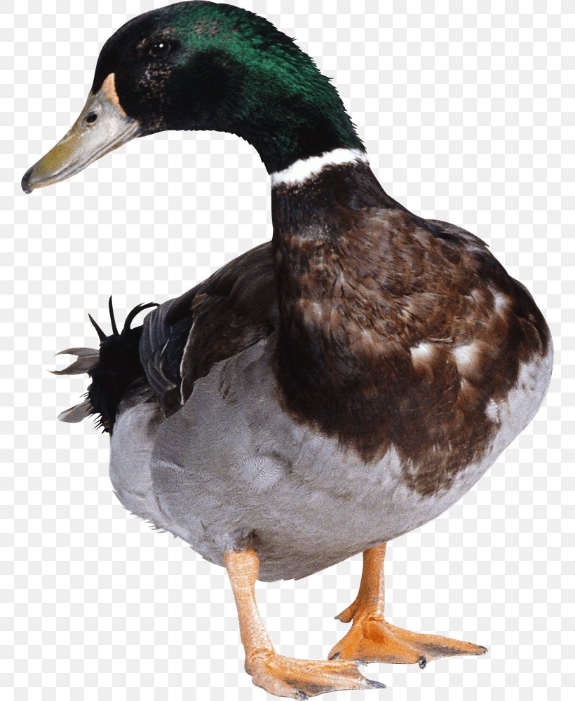 Duck, PNG, 760x1000px, Duck Hunt, American Pekin, Animal, Beak, Bird Download Free
