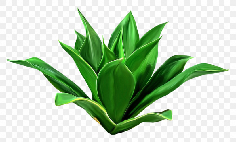 Leaf Green Plant Flower Houseplant, PNG, 1280x774px, Leaf, Flower, Grass, Green, Herb Download Free