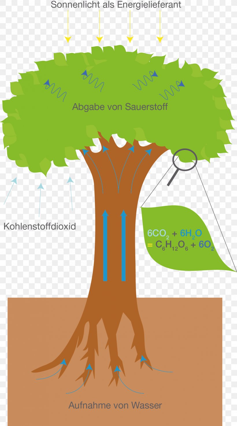 Tree Photosynthesis Cellular Respiration Metabolism Breathing, PNG, 1270x2283px, Tree, Air, Area, Breathing, Carotenoid Download Free