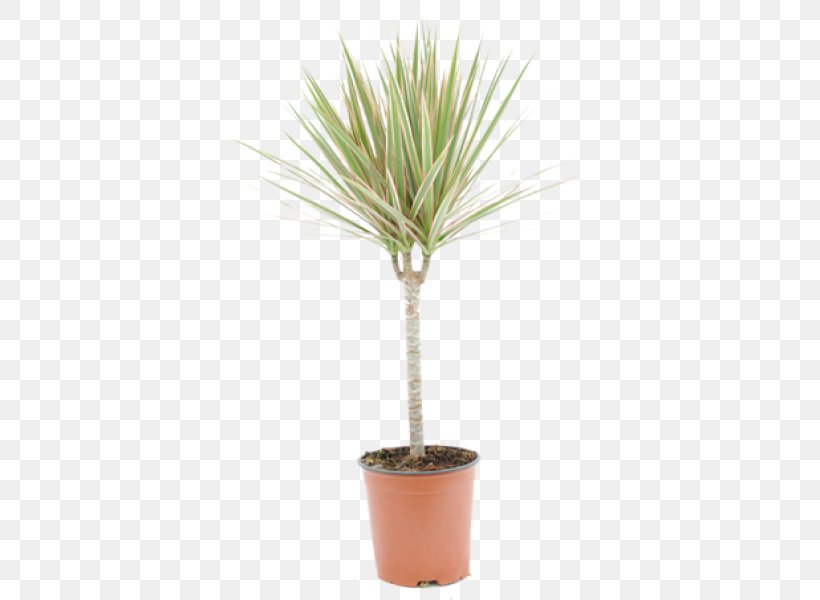 Dragon Tree Arecaceae Houseplant Florist Kalanchoe, PNG, 600x600px, Dragon Tree, Arecaceae, Arecales, Dracaena, Dracaena Fragrans Download Free