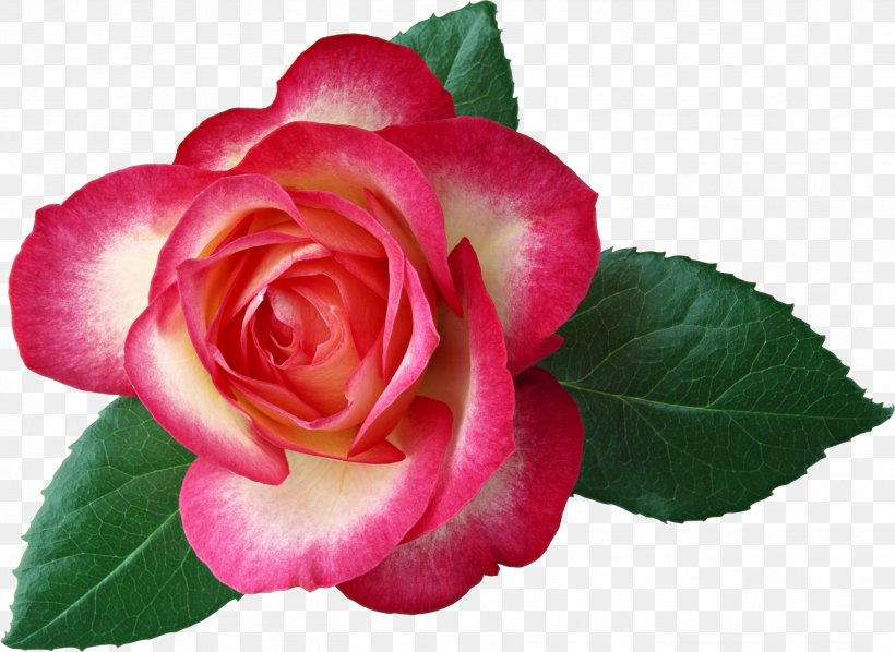 Hybrid Tea Rose Flower Clip Art, PNG, 2623x1916px, Rose, Annual Plant, Begonia, Blue Rose, Camellia Download Free