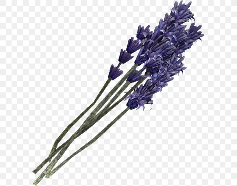 English Lavender Violet Drawing Plant, PNG, 595x644px, English Lavender, Blog, Cartoon, Concept Art, Cut Flowers Download Free