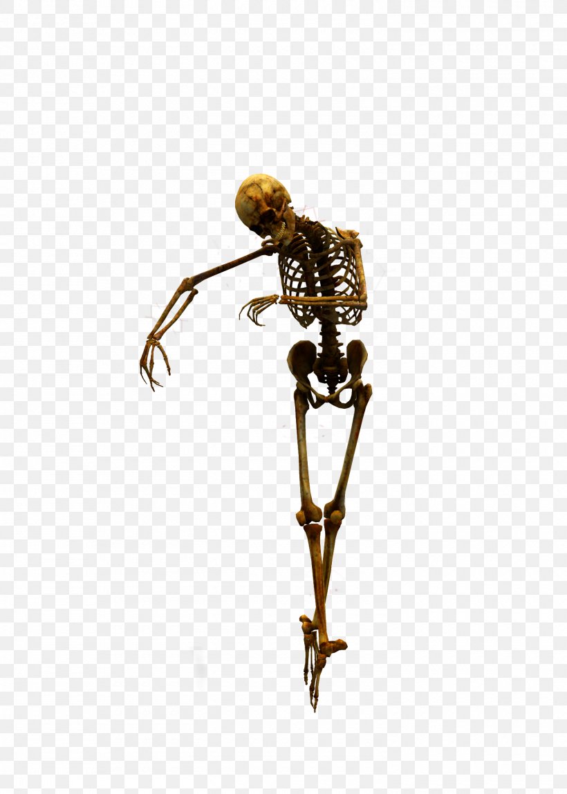 Human Skeleton Skull Clip Art, PNG, 1500x2100px, Skeleton, Body, Bone, Human Skeleton, Invertebrate Download Free
