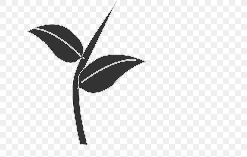 Plant Stem Leaf Clip Art, PNG, 640x523px, Plant Stem, Artwork, Black, Black And White, Branch Download Free