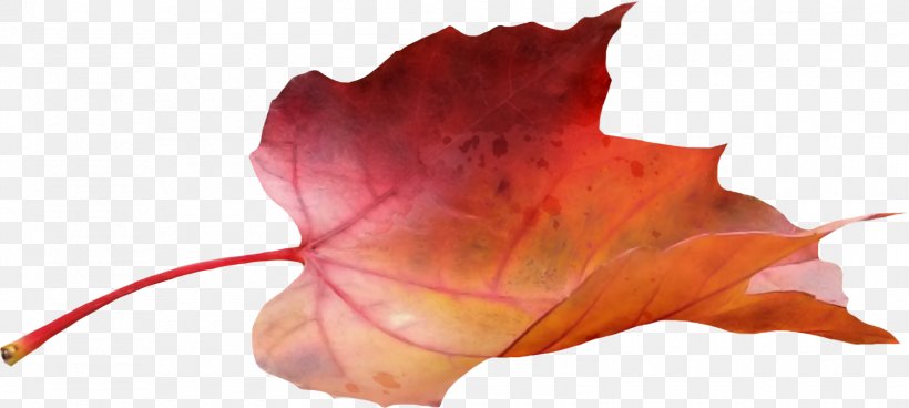 Japanese Maple Maple Leaf, PNG, 1600x720px, Japanese Maple, Autumn, Autumn Leaf Color, Canadian Gold Maple Leaf, Flower Download Free