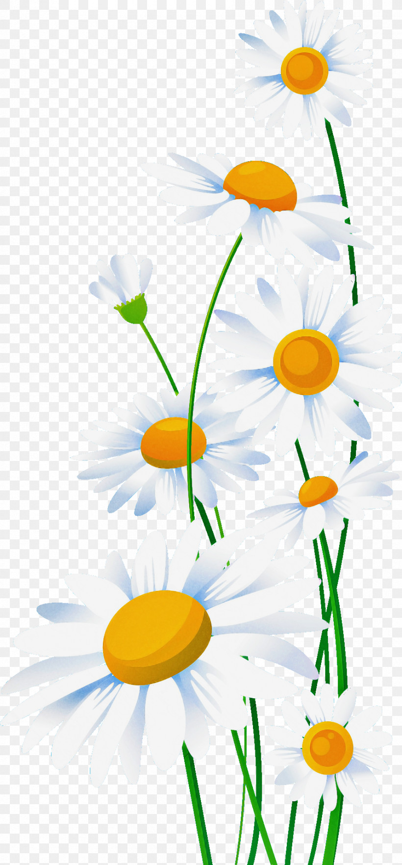 Marguerite Gerbera Daisy, PNG, 890x1915px, Marguerite, Autumn Flower, Daisy, Dou, Flora Download Free