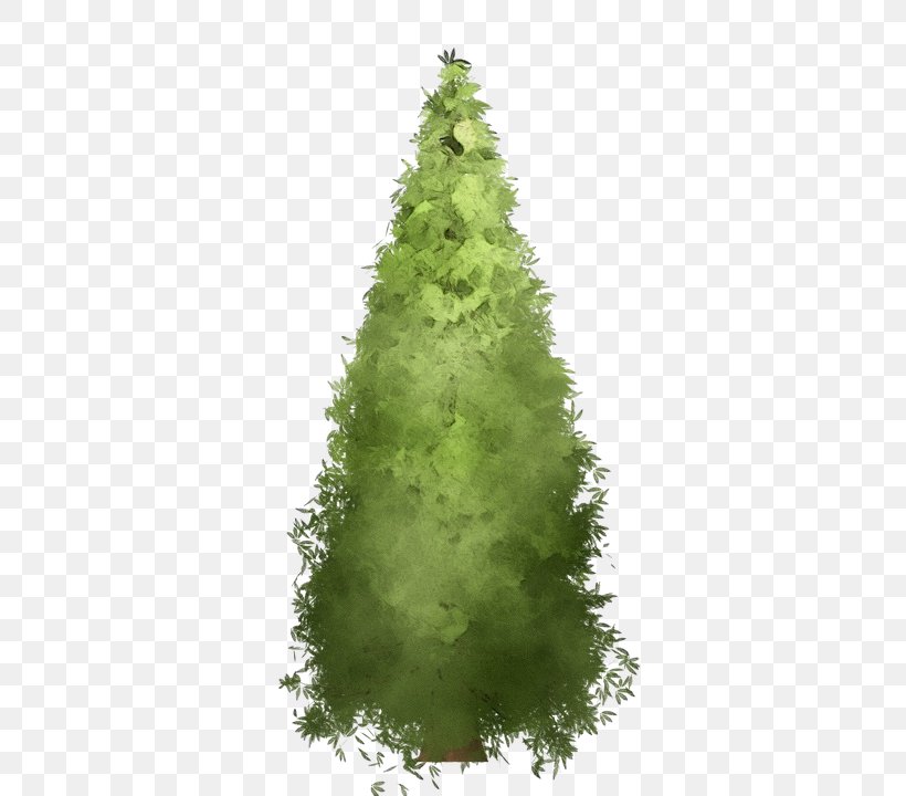 Christmas Tree, PNG, 720x720px, Watercolor, American Larch, Christmas Tree, Conifer, Green Download Free