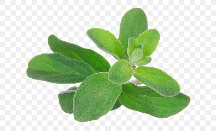 Essential Oil Aromatherapy Marjoram Herb, PNG, 640x500px, Essential Oil, Aromatherapy, Carrier Oil, Coconut Oil, Doterra Download Free