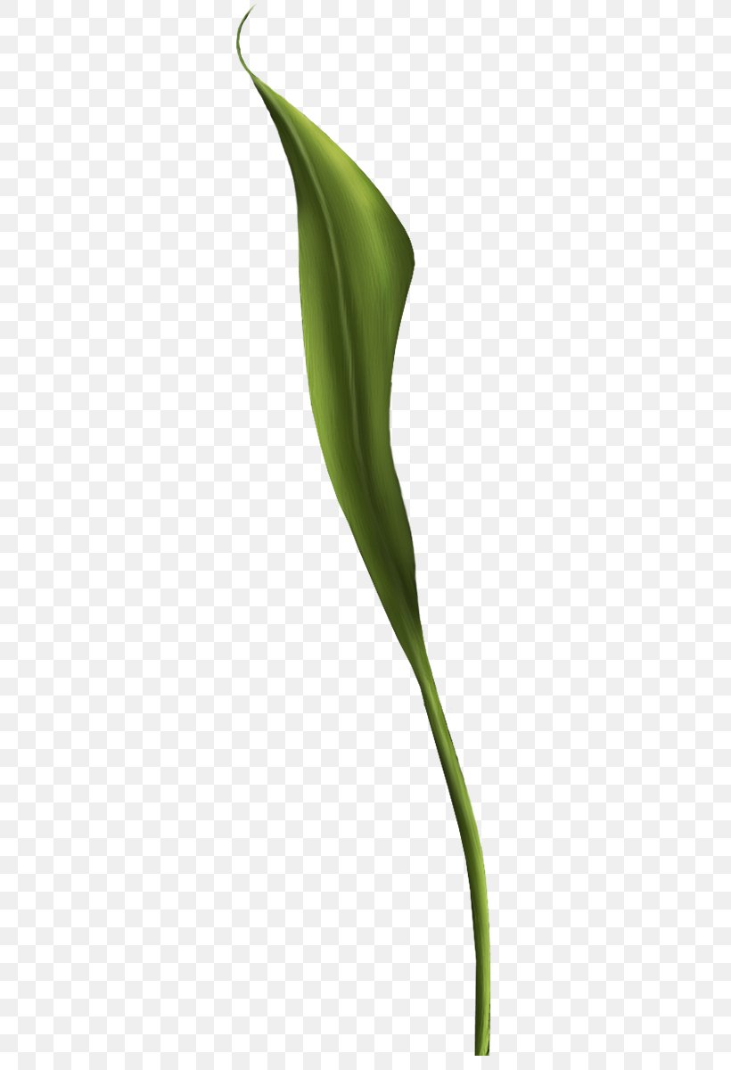 Arum Lilies Arum-lily Flower Plant Stem, PNG, 289x1200px, Arum Lilies, Alcatraz Island, Alismatales, Arum, Arum Family Download Free