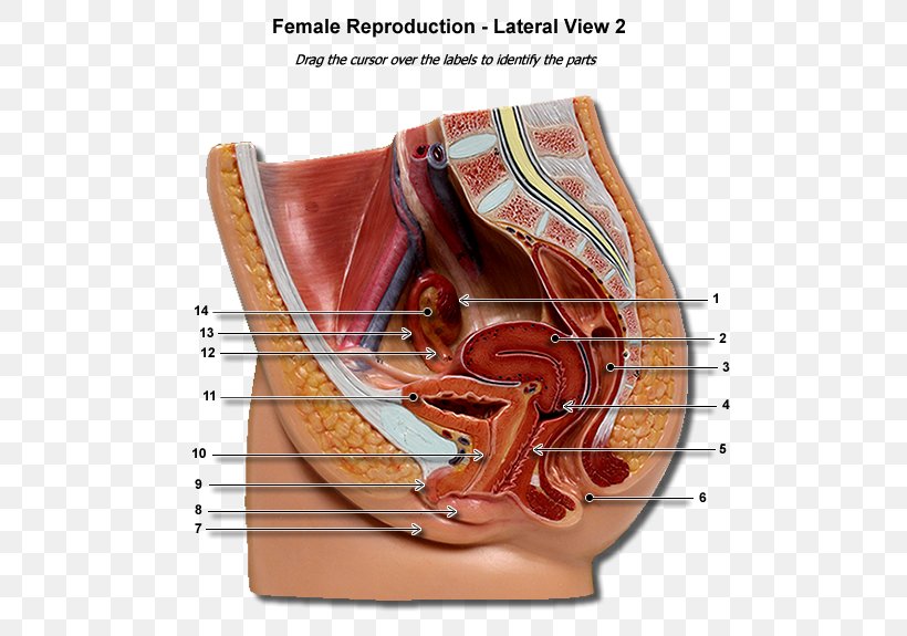Female Reproductive System Human Body Uterus Gestation, PNG, 600x575px,  Watercolor, Cartoon, Flower, Frame, Heart Download Free