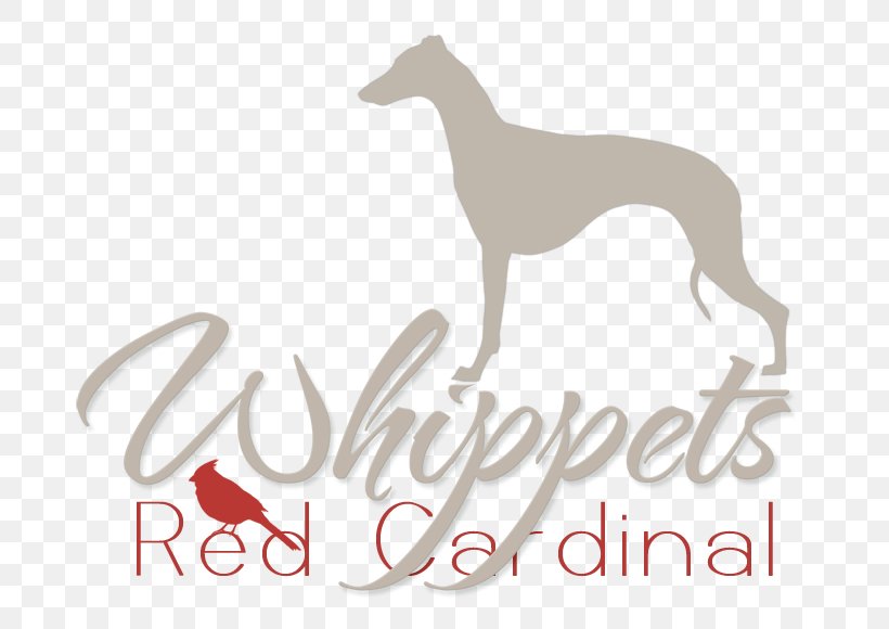 Italian Greyhound Whippet Spanish Greyhound Dog Breed, PNG, 800x580px, Italian Greyhound, Breed, Carnivoran, Customs, Dog Download Free