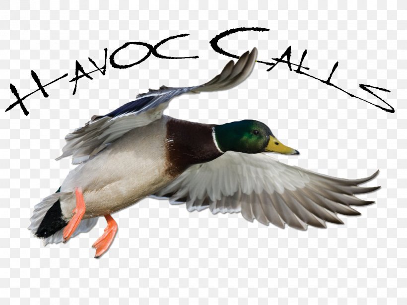 Mallard Greylag Goose Duck Bird, PNG, 1440x1080px, Mallard, Anatidae, Anseriformes, Beak, Bird Download Free