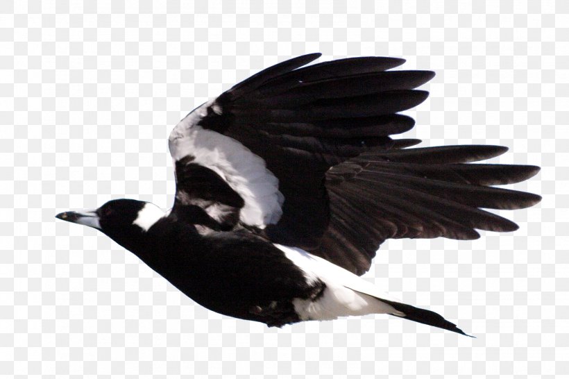 Rockingham Regional Environment Centre Bird Australian Magpie Crow, PNG, 1596x1064px, Bird, Australia, Australian Magpie, Beak, Black And White Download Free