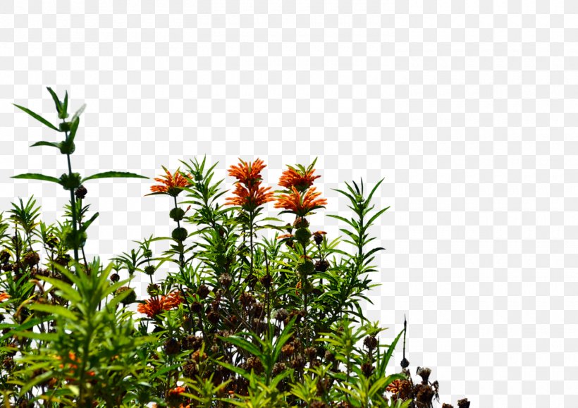 Wildflower Stock Photography Clip Art, PNG, 1500x1060px, Wildflower, Flora, Flower, Flower Garden, Flowering Plant Download Free