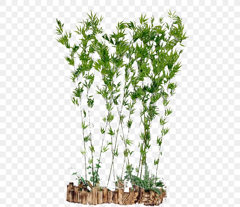 Bamboo, PNG, 526x710px, Bamboo, Branch, Cut Flowers, Flower, Flowerpot Download Free