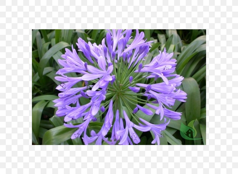 Beach Wind Annual Plant O Sol September, PNG, 600x600px, Beach, Annual Plant, Bellflower Family, Flower, O Sol Download Free