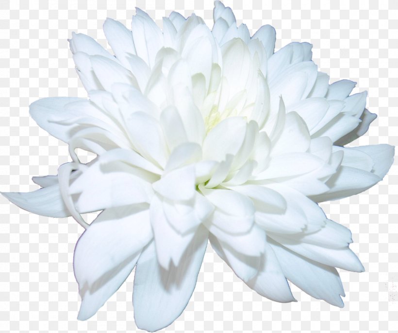 Chrysanthemum Cut Flowers Petal, PNG, 1200x1003px, Chrysanthemum, Chrysanths, Cut Flowers, Daisy Family, Flower Download Free