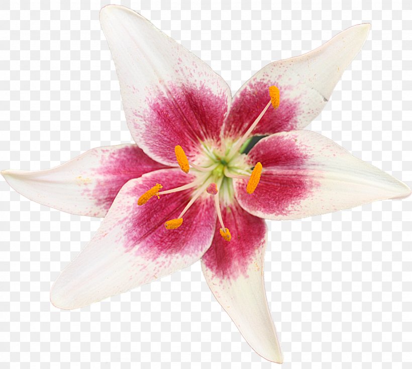 Cut Flowers Petal Herbaceous Plant, PNG, 1128x1010px, Cut Flowers, Flower, Flowering Plant, Herbaceous Plant, Lily Download Free