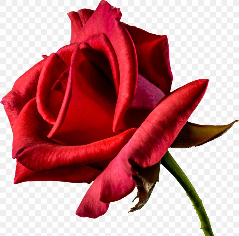Flower Rose Desktop Wallpaper Clip Art, PNG, 2500x2468px, Flower, Cut Flowers, Floristry, Flower Bouquet, Flowering Plant Download Free