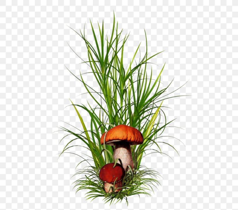 Ornamental Grass Clip Art, PNG, 514x724px, Ornamental Grass, Flowerpot, Grass, Grass Family, Grasses Download Free