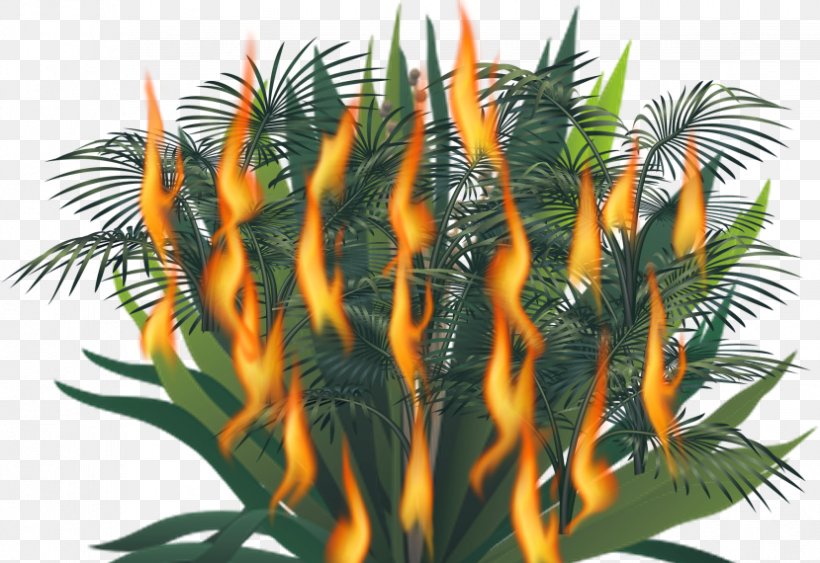 Asian Palmyra Palm Arecaceae Tree Borassus, PNG, 829x570px, Asian Palmyra Palm, Arecaceae, Arecales, Borassus, Borassus Flabellifer Download Free