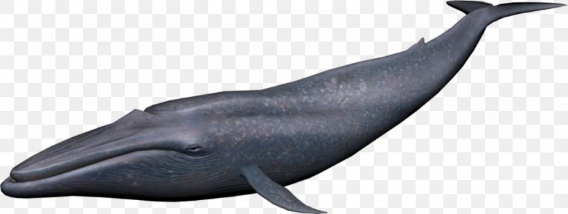 Cetacea Clip Art, PNG, 1024x387px, Cetacea, Animal Figure, Blue Whale, Bowhead Whale, Common Bottlenose Dolphin Download Free
