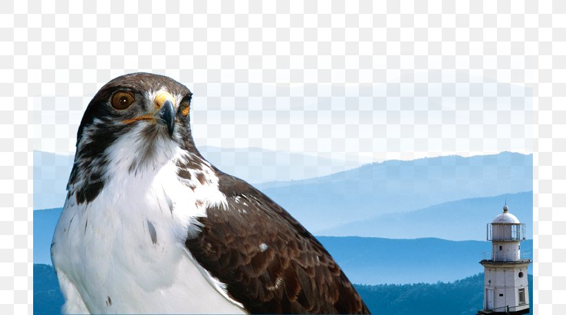 Laptop High-definition Television 1080p High-definition Video Wallpaper, PNG, 724x456px, Laptop, Accipitriformes, Beak, Bird, Bird Of Prey Download Free