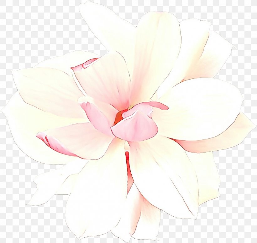 White Petal Pink Flower Plant, PNG, 1904x1803px, Cartoon, Flower, Magnolia, Magnolia Family, Petal Download Free