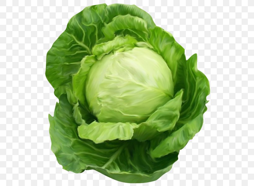 Chinese Cabbage Vegetable Clip Art, PNG, 550x600px, Cabbage, Broccoli, Chard, Chinese Cabbage, Collard Greens Download Free