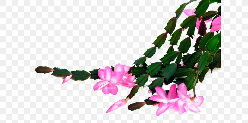 Embryophyta Cut Flowers Houseplant Schlumbergera Truncata, PNG, 640x409px, Embryophyta, Branch, Cactaceae, Cut Flowers, Floral Design Download Free