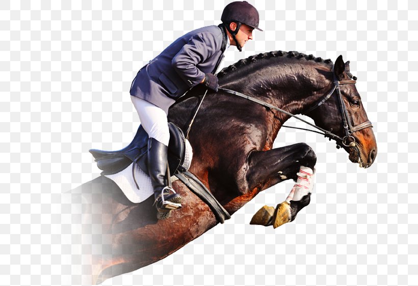 Horse Show Show Jumping Equestrian, PNG, 664x562px, Horse, Animal Training, Bay, Bridle, English Riding Download Free