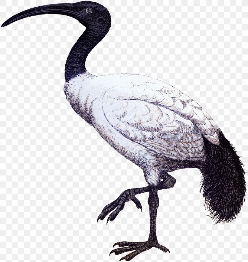 Ibis Cygnini Goose Duck Anatidae, PNG, 1704x1800px, Ibis, Anatidae, Beak, Bird, Crane Download Free