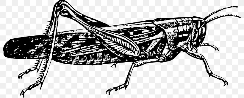 Locust Insect Clip Art, PNG, 800x332px, Locust, Arthropod, Artwork, Black And White, Cricket Download Free