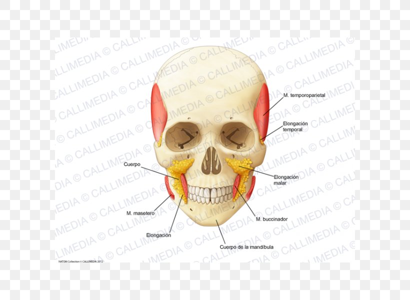 Nose Buccal Fat Pad Jaw Skull Ear, PNG, 600x600px, Nose, Bone, Boules, Buccal Fat Pad, Ear Download Free