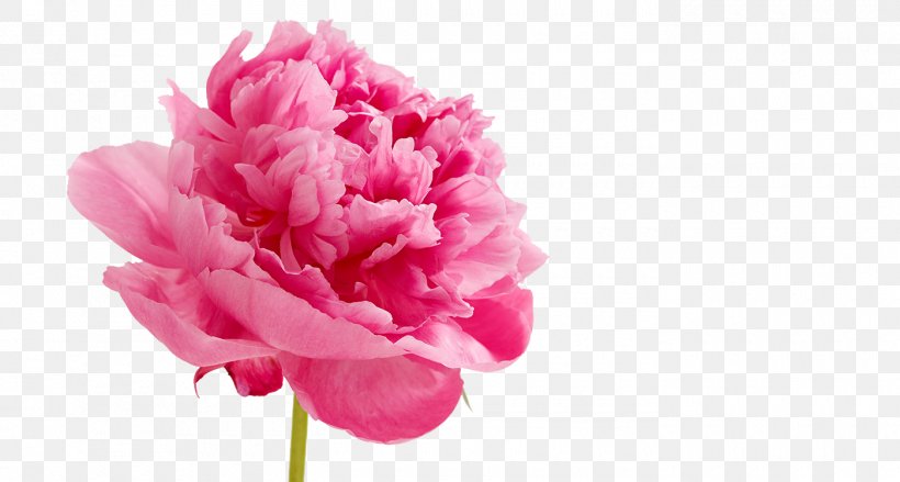 Peony Pink Flowers Wedding Cake, PNG, 1400x750px, Peony, Blog, Blossom, Carnation, Cut Flowers Download Free
