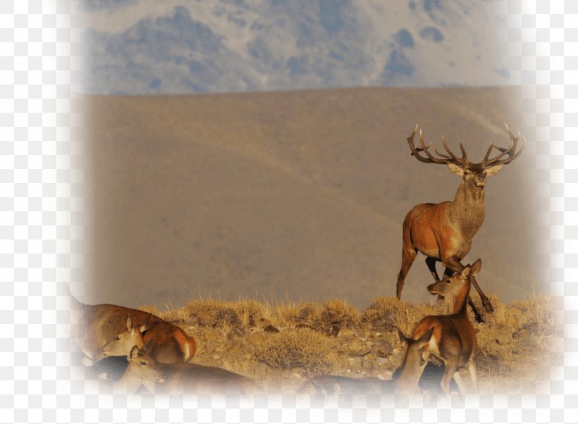 Reindeer Antler Stock Photography Wildlife, PNG, 1044x767px, Reindeer, Antler, Deer, Fauna, Horn Download Free