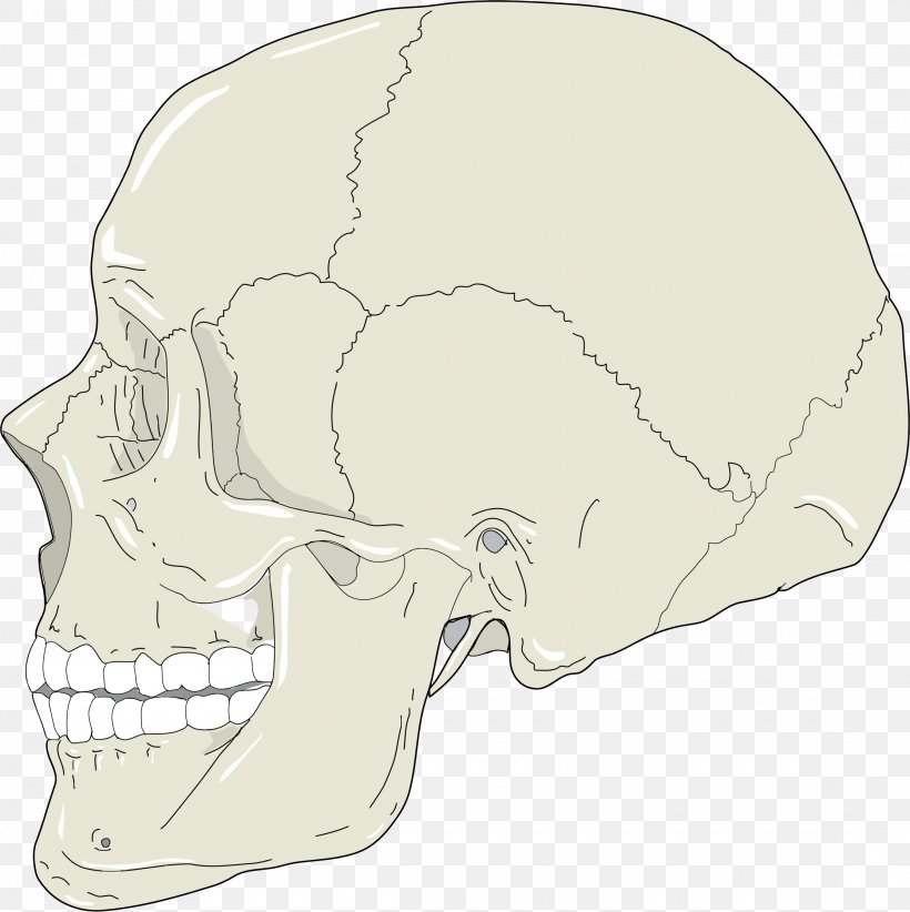 Skull Human Head Human Skeleton Head And Neck Anatomy Clip Art, PNG, 2230x2236px, Skull, Anatomy, Bone, Brain, Head Download Free